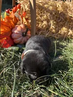 Black Labrador Retriever , a female Labrador Retriever for sale in White Sulphur Springs, WV – 1 of 2