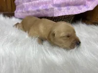 Expecting AKC Golden Retriever , a  Golden Retriever for sale in White Sulphur Springs, WV – 1 of 3