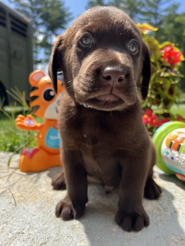 Ready to Go AKC Labrador Retriever  – Labrador Retriever puppy for sale in White Sulphur Springs, WV