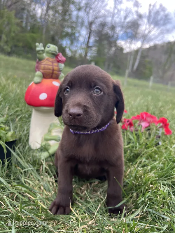 Chocolate Labrador Retriever  – Labrador Retriever puppy for sale in White Sulphur Springs, WV