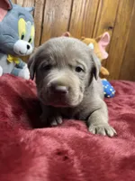AKC Silver Labrador Retriever , a male Labrador Retriever for sale in White Sulphur Springs, WV – Photo 1 of 2