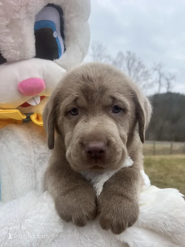 Ready to Go AKC Silver Labrador Retriever  – Labrador Retriever puppy for sale in White Sulphur Springs, WV