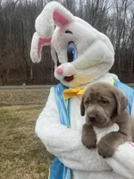 Ready to Go AKC Silver Labrador Retriever , a male Labrador Retriever for sale in White Sulphur Springs, WV – Photo 2 of 2