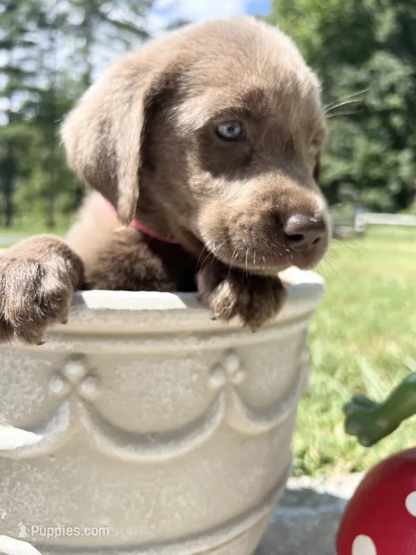 Ready to Go Labrador Retriever  – Labrador Retriever puppy for sale in White Sulphur Springs, WV