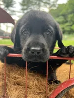 Ready to Go AKC Black Labrador Retriever , a male Labrador Retriever for sale in White Sulphur Springs, WV – 2 of 2