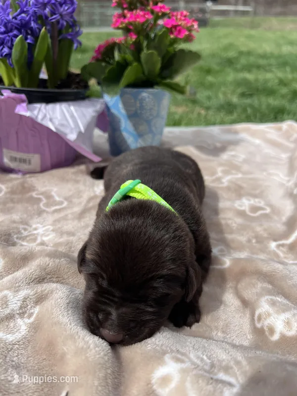 AKC Chocolate Labrador Retriever  – Labrador Retriever puppy for sale in White Sulphur Springs, WV