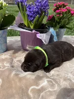 AKC Chocolate Labrador Retriever , a female Labrador Retriever for sale in White Sulphur Springs, WV – Photo 2 of 2