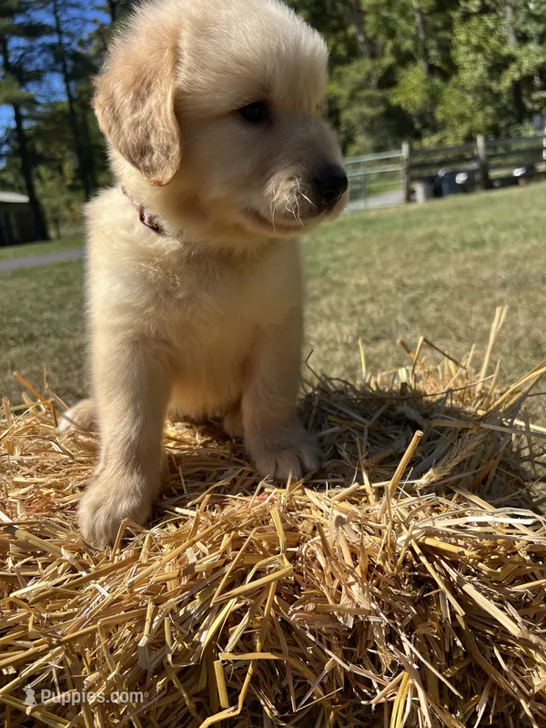 Ready to Go Home AKC Golden Retriever  – Golden Retriever puppy for sale in White Sulphur Springs, WV