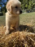 Ready to Go Home AKC Golden Retriever , a male Golden Retriever for sale in White Sulphur Springs, WV – 1 of 2