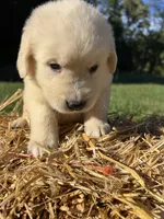 Ready to Go AKC Golden Retriever , a male Golden Retriever for sale in White Sulphur Springs, WV – 3 of 6
