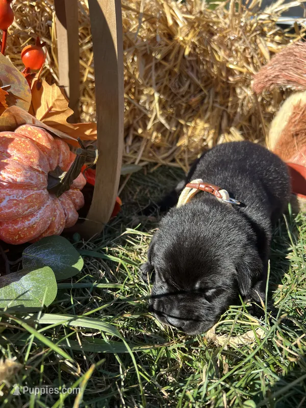 AKC Labrador Retriever  – Labrador Retriever puppy for sale in White Sulphur Springs, WV