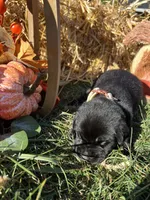 AKC Labrador Retriever , a male Labrador Retriever for sale in White Sulphur Springs, WV – 1 of 2