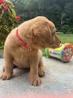 Ready to Go AKC Fox Red Labrador Retriever , a male Labrador Retriever for sale in White Sulphur Springs, WV – 2 of 2
