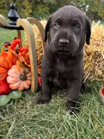AKC Labrador Retriever , a male Labrador Retriever for sale in White Sulphur Springs, WV – 2 of 2