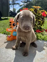 Ready to Go AKC Silver Labrador Retriever , a female Labrador Retriever for sale in White Sulphur Springs, WV – 2 of 2