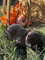 AKC Black Labrador Retriever , a female Labrador Retriever for sale in White Sulphur Springs, WV – 2 of 2