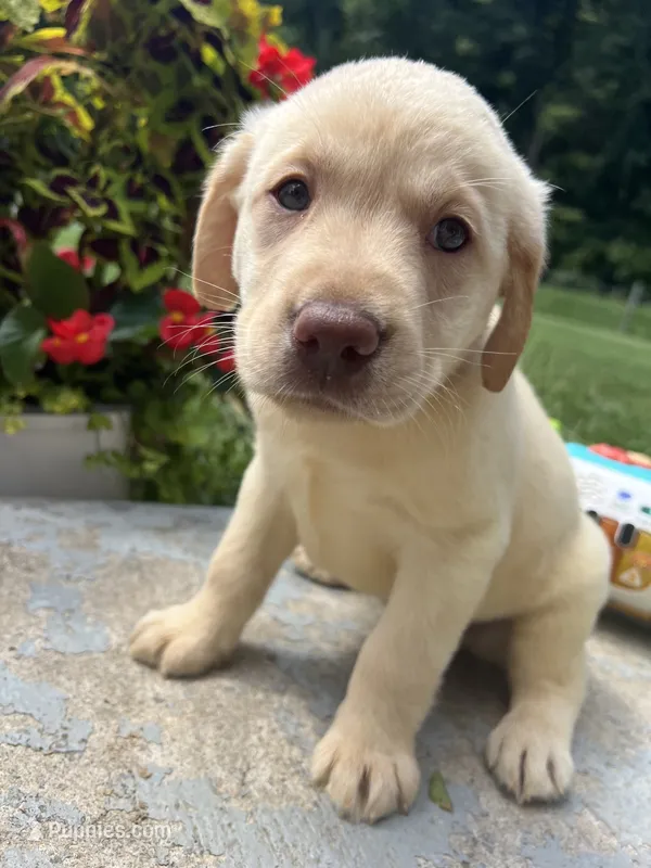 Ready to Go AKC Labrador Retriever  – Labrador Retriever puppy for sale in White Sulphur Springs, WV