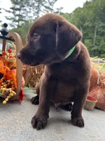 Ready to Go AKC Labrador Retriever , a male Labrador Retriever for sale in White Sulphur Springs, WV – 2 of 2