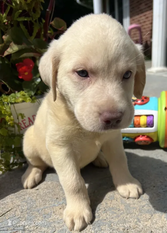 Ready to Go AKC Labrador Retriever  – Labrador Retriever puppy for sale in White Sulphur Springs, WV