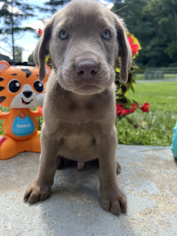 Ready to Go AKC Silver Labrador Retriever  – Labrador Retriever puppy for sale in White Sulphur Springs, WV