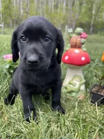 Ready to Go AKC Labrador Retriever , a female Labrador Retriever for sale in White Sulphur Springs, WV – 1 of 1