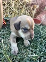 Husky Labrador Retriever mix , a female Siberian Husky and Labrador Retriever for sale in White Sulphur Springs, WV – 2 of 2