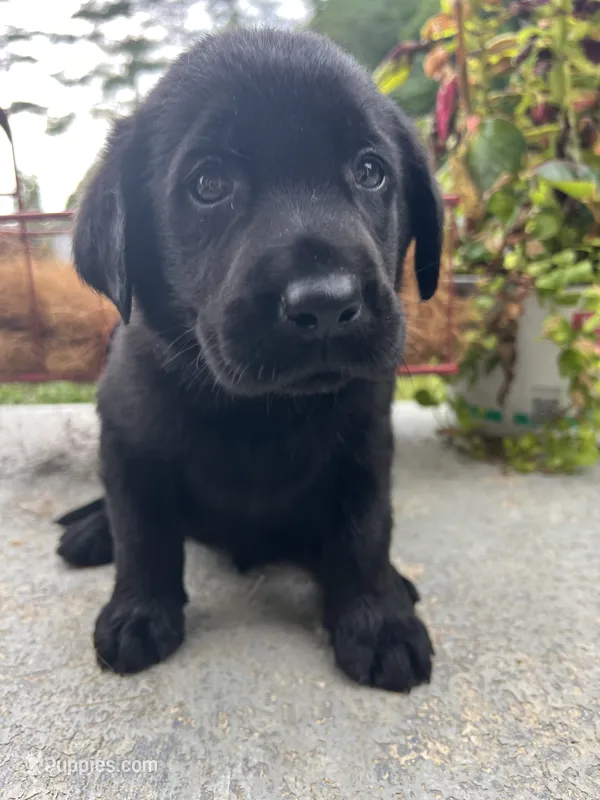 Ready to Go AKC Black Labrador Retriever  – Labrador Retriever puppy for sale in White Sulphur Springs, WV
