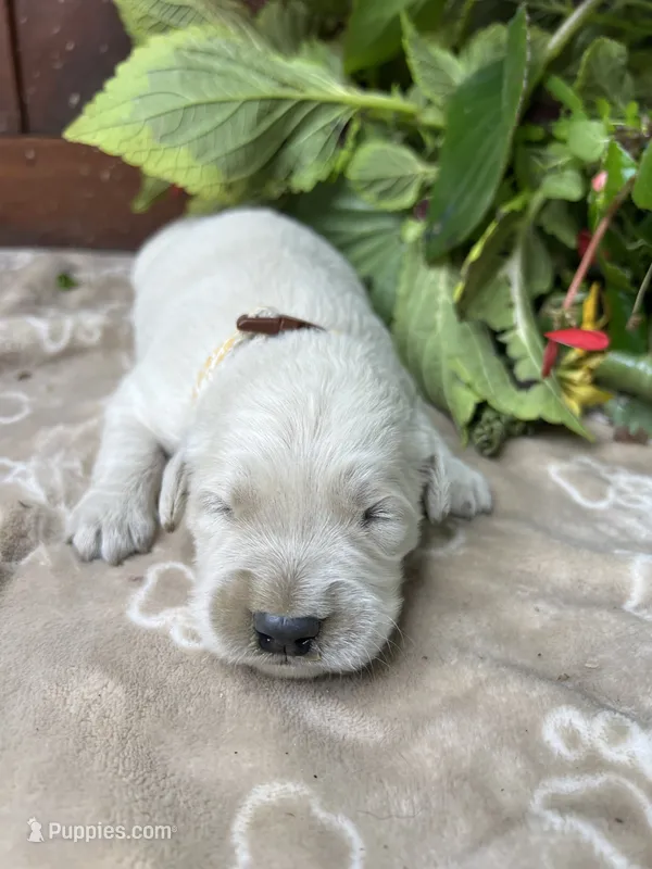 AKC Golden Retriever  – Golden Retriever puppy for sale in White Sulphur Springs, WV