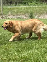 Expecting AKC Golden Retriever , a  Golden Retriever for sale in White Sulphur Springs, WV – 2 of 3