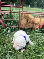 AKC Yellow Labrador Retriever , a female Labrador Retriever for sale in White Sulphur Springs, WV – 2 of 2
