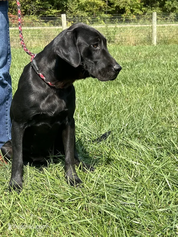 Free To Good Home Purebred Black Labrador Retriever  – Labrador Retriever puppy for sale in White Sulphur Springs, WV