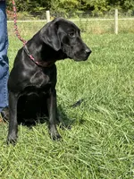 Free To Good Home Purebred Black Labrador Retriever , a female Labrador Retriever for sale in White Sulphur Springs, WV – 1 of 1