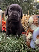 AKC Labrador Retriever , a female Labrador Retriever for sale in White Sulphur Springs, WV – 2 of 2