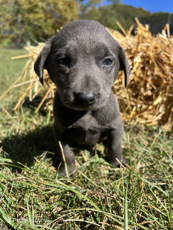 AKC Charcoal Labrador Retriever  – Labrador Retriever puppy for sale in White Sulphur Springs, WV