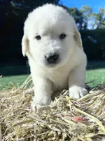 Discounted AKC Russian Cream Golden Retriever , a male Golden Retriever for sale in White Sulphur Springs, WV – 2 of 4