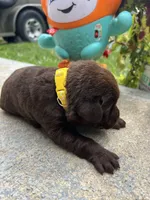 AKC Labrador Retriever , a male Labrador Retriever for sale in White Sulphur Springs, WV – 2 of 2