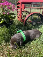 AKC Chocolate Labrador Retriever , a male Labrador Retriever for sale in White Sulphur Springs, WV – 2 of 2