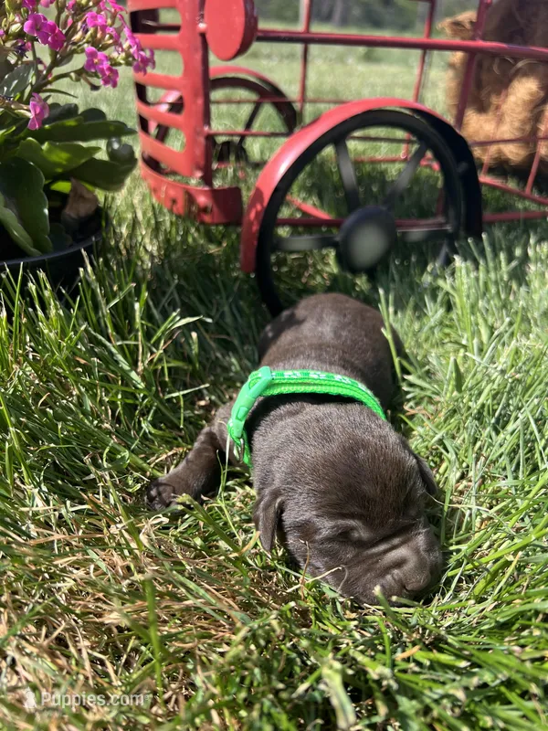 AKC Chocolate Labrador Retriever  – Labrador Retriever puppy for sale in White Sulphur Springs, WV