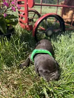 AKC Chocolate Labrador Retriever , a male Labrador Retriever for sale in White Sulphur Springs, WV – 1 of 2