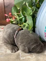 AKC Silver Labrador Retriever , a male Labrador Retriever for sale in White Sulphur Springs, WV – 2 of 2