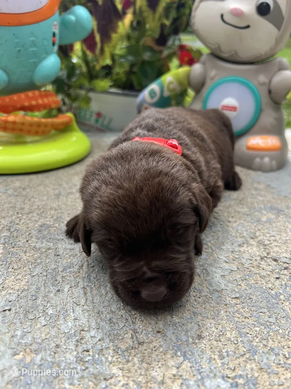 AKC Labrador Retriever  – Labrador Retriever puppy for sale in White Sulphur Springs, WV