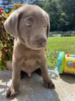 Ready to Go AKC Silver Labrador Retriever , a male Labrador Retriever for sale in White Sulphur Springs, WV – 2 of 2