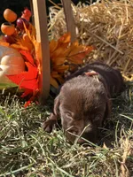 Chocolate Labrador Retriever , a male Labrador Retriever for sale in White Sulphur Springs, WV – 2 of 2