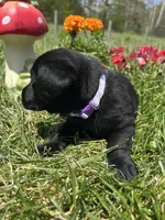 Ready to Go Black Labrador Retriever , a female Labrador Retriever for sale in White Sulphur Springs, WV – 2 of 2