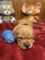 AKC Golden Retriever , a male Golden Retriever for sale in White Sulphur Springs, WV – Photo 2 of 2