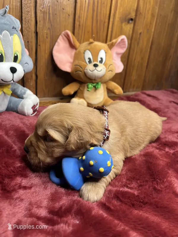 AKC Golden Retriever 