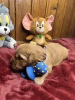 AKC Golden Retriever , a male Golden Retriever for sale in White Sulphur Springs, WV – Photo 1 of 2