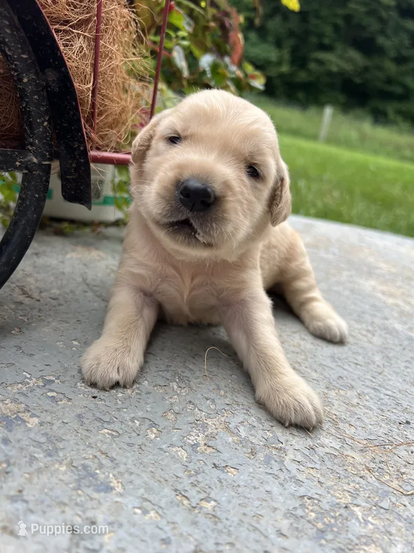 AKC Golden Retriever  – Golden Retriever puppy for sale in White Sulphur Springs, WV