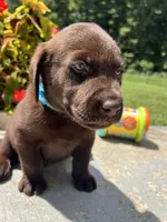 AKC Labrador Retriever , a male Labrador Retriever for sale in White Sulphur Springs, WV – 2 of 2