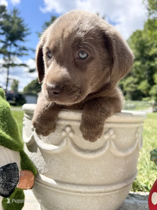 Ready to Go AKC Silver Labrador Retriever  – Labrador Retriever puppy for sale in White Sulphur Springs, WV